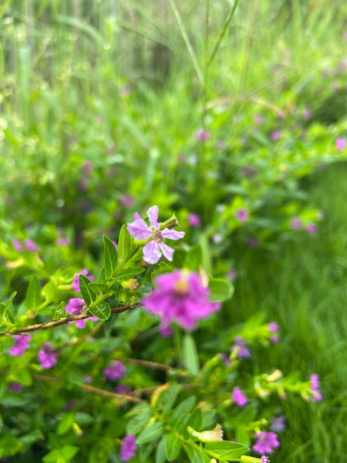Отель Da Lat Sunshine Garden Экстерьер фото